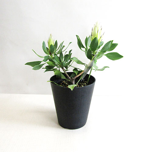 ■良品庭木■ネイティブ プランツ プロテア　スパイキーホワイト5号鉢植え（11/2現在蕾二つ）のサムネイル