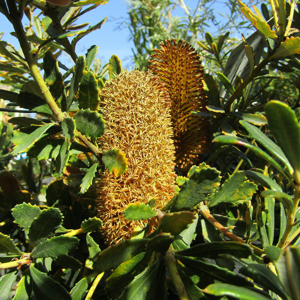 ■良品庭木■現品！ネイティブプランツ バンクシア パラドーサ ドワーフジンジャー 9号鉢植え