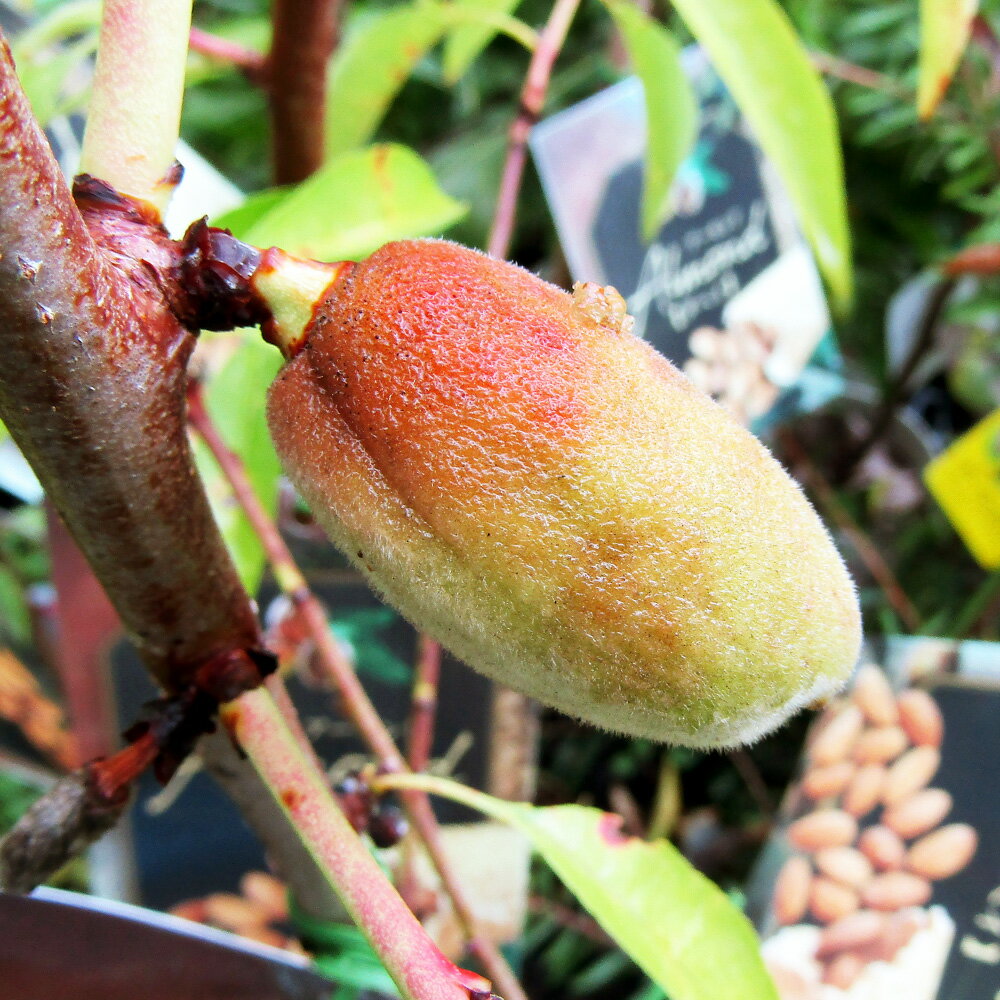 ■良品果樹苗■アーモンド　ダベイ5号ポット苗（接ぎ木苗）