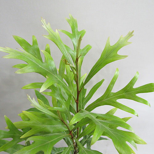 ■良品庭木■ネイティブ プランツ グレビレア　ベイリアナ（ゴールド）6号鉢植えのサムネイル