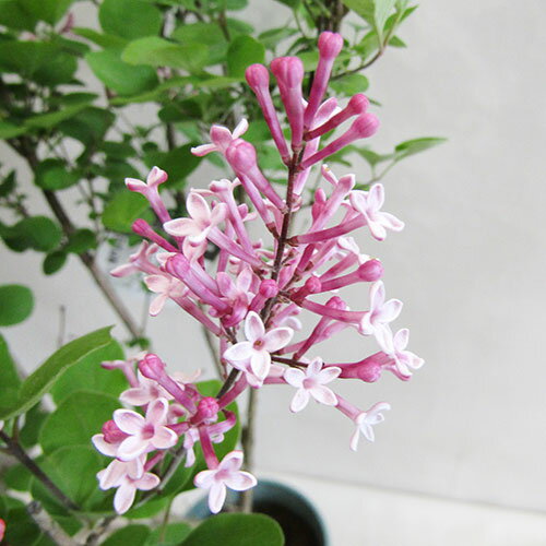 ■良品庭木■姫ライラック　ティンカーベル　5．5号鉢植えのサムネイル