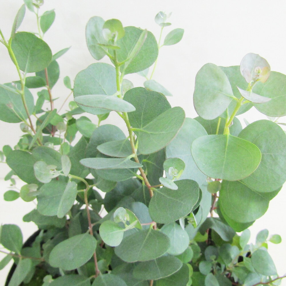 楽天市場】ユーカリ 枝(植木|ガーデニング・農業):花 楽天市場】ユーカリ 枝(植木|ガーデニング・農業):花