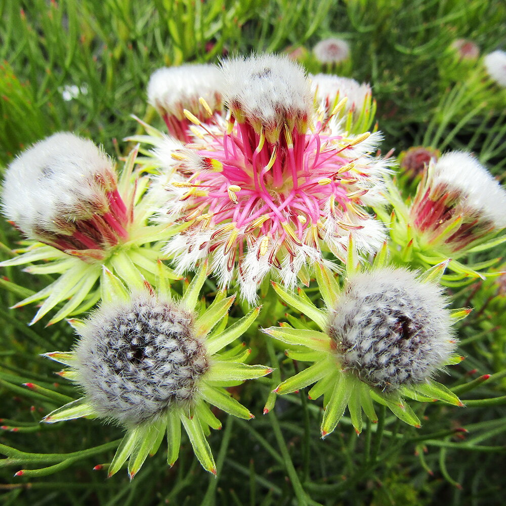 ■良品庭木■ネイティブ プランツ セルリアラズベリーバースト　5号鉢のサムネイル