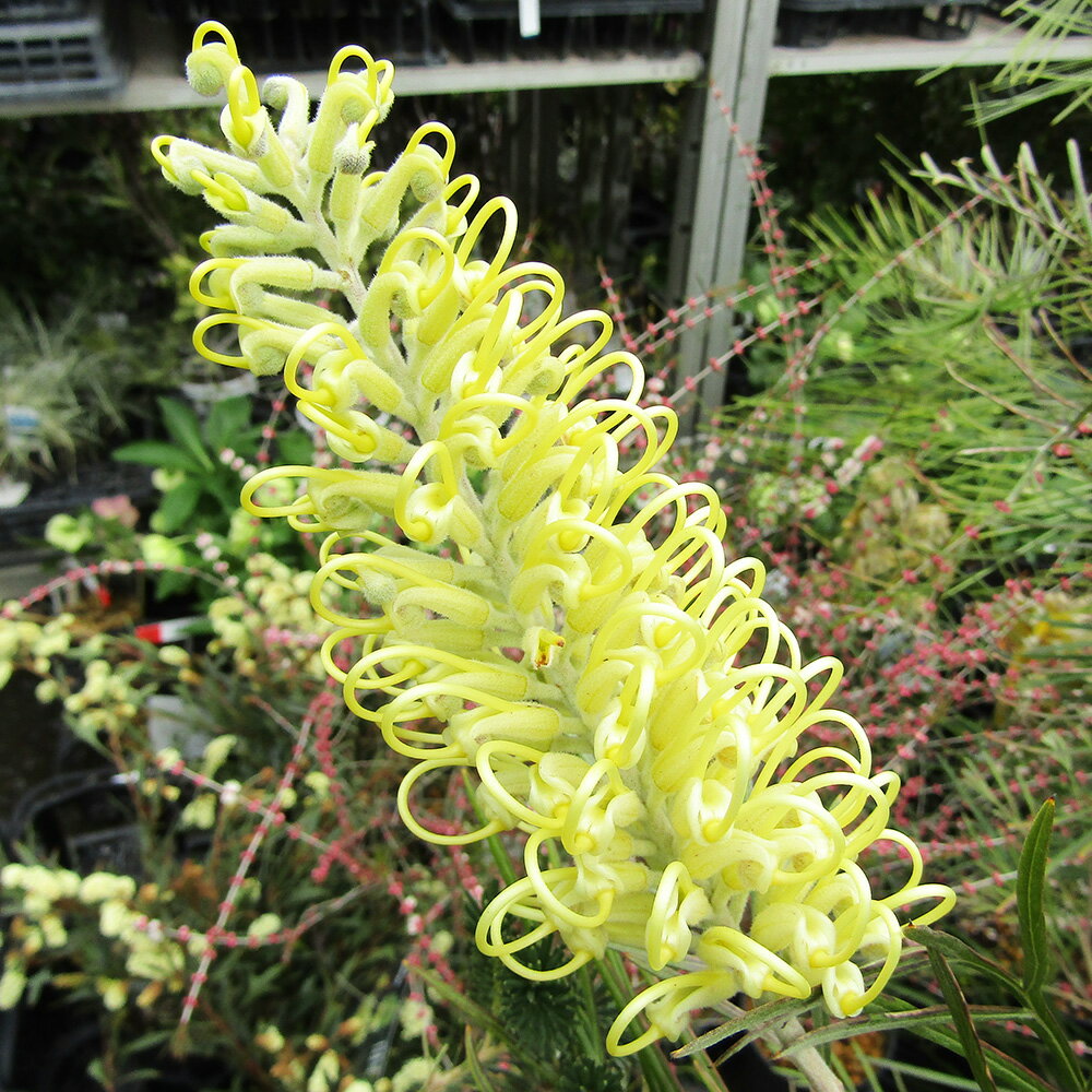 ■良品庭木■ネイティブ プランツ グレビレアムーンライト5号鉢