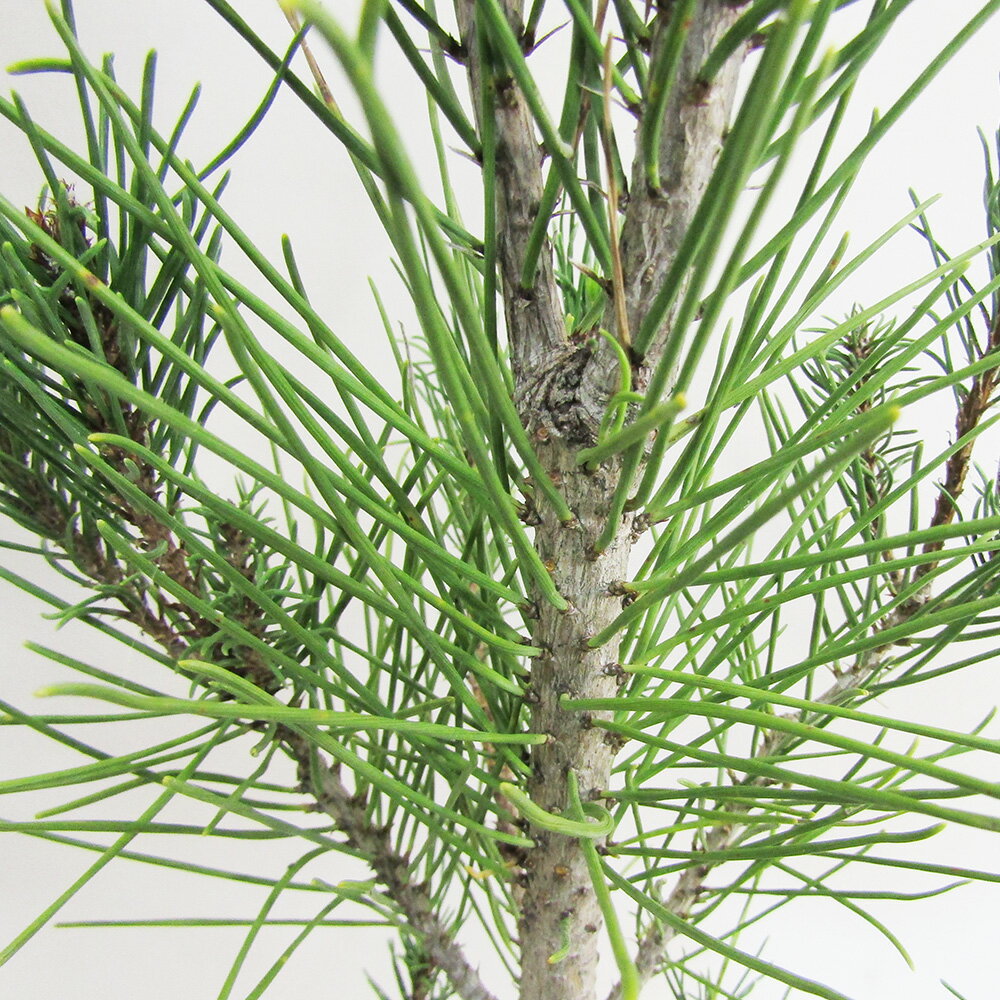 赤松『樹高約195㎝』引き取り限定。配達も可能。配達の場合、植込み無料❗️ 赤松『樹高約195㎝』引き取り限定。配達も可能。配達の場合