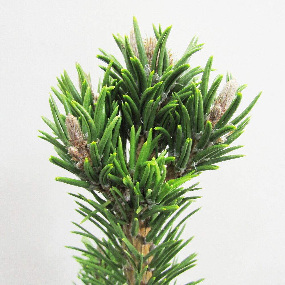 ■良品庭木■ NEW！寸梢黒松 8号ポット苗現品販売