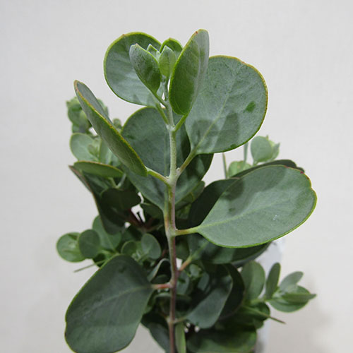 楽天市場】ユーカリ 枝(植木|ガーデニング・農業):花 楽天市場】ユーカリ 枝(植木|ガーデニング・農業):花