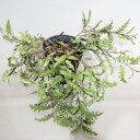 □南半球プランツフェア□ 再入荷! グレビレア サンキストウォーター 5号鉢植え