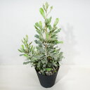 □南半球プランツ□ 現品販売 バンクシア オルナータ 5号鉢植え 〈オルナータNo.3〉
