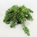 □南半球プランツ□ 現品販売 リューコスペルマム ハラバルー 5号鉢植え 〈ハラバルーNo.1〉