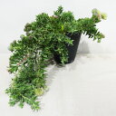 □南半球プランツ□ 現品販売 リューコスペルマム ハラバルー 5号鉢植え 〈ハラバルーNo.3〉