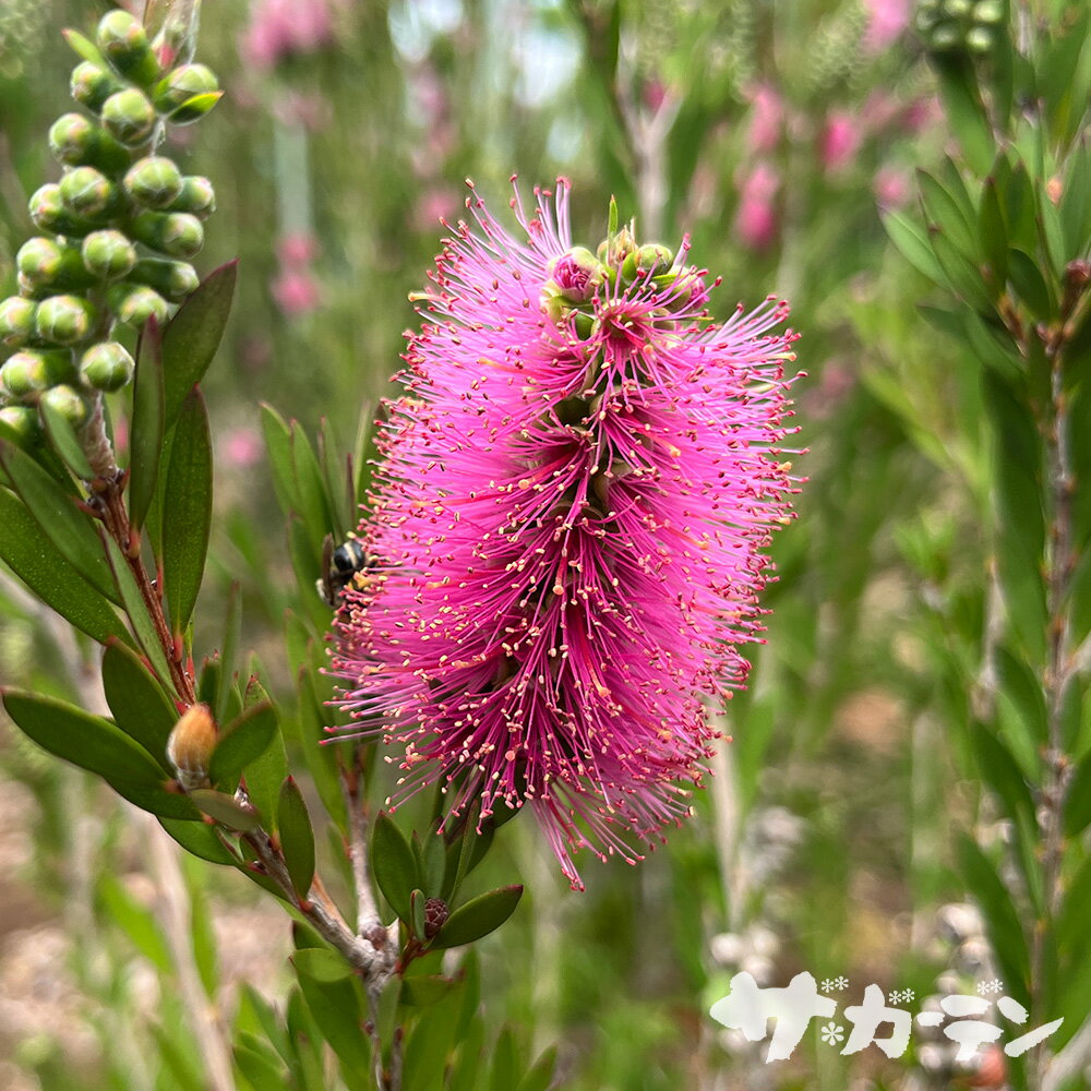 【yom】ドドナエア　カリステモン赤　高さ140㎝前後　2本 yom様専用】ドドナエア カリステモン赤 高さ140㎝前後 2本
