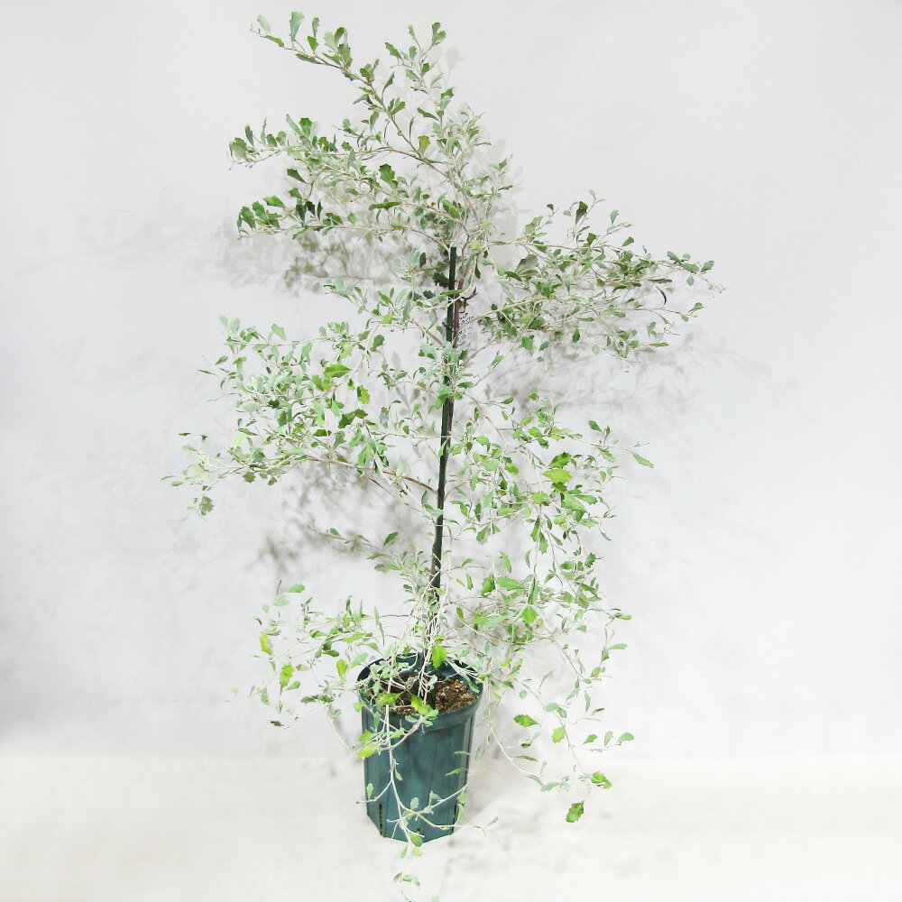 □南半球プランツ□ 現品販売 グレビレア ホワイトホーリー(ホーリーホワイト) 7号鉢植え 〈ホワイトホーリーNo.1〉 俊峰園さんのネイティブプランツ