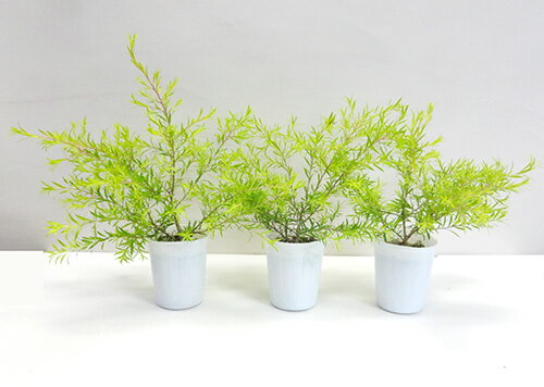 メラレウカの育て方は 剪定や植え替え 冬の時期の注意などのポイントをご紹介 暮らし の