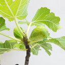 ■良品果樹苗■再入荷！白イチジクイチジク　バナーネ4号ポット植え（落葉中。）