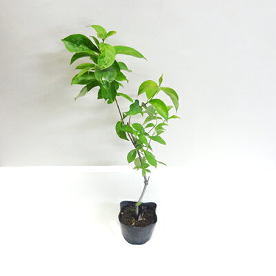 楽天市場 良品庭木 半常緑山ぼうしヒマラヤ ヤマボウシマウンテンムーン10 5cmポット植え ペットエコ ザガーデン楽天市場店 楽天市場 良品庭木 半常緑山ぼうしヒマラヤ ヤマボウシマウンテンムーン10 5cmポット植え ペットエコ ザガーデン楽天市場店