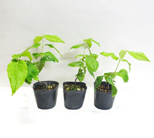 楽天市場 良品庭木 満月ロウバイ３ ５号ポット植え ペットエコ ザガーデン楽天市場店