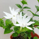 □新鮮花壇苗□ マツリカ ジャスミン花美人9cmポット苗