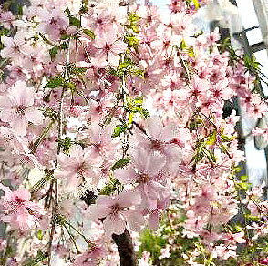 ■良品庭木■枝垂れ桜　富士枝垂れ(一重）10．5cmポット苗