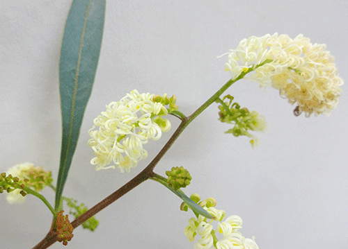 ■良品庭木■花に香りがあるネイティブ プランツ グレビレア　シナフィア5号鉢植え(2月現在、蕾～一部開花）のサムネイル