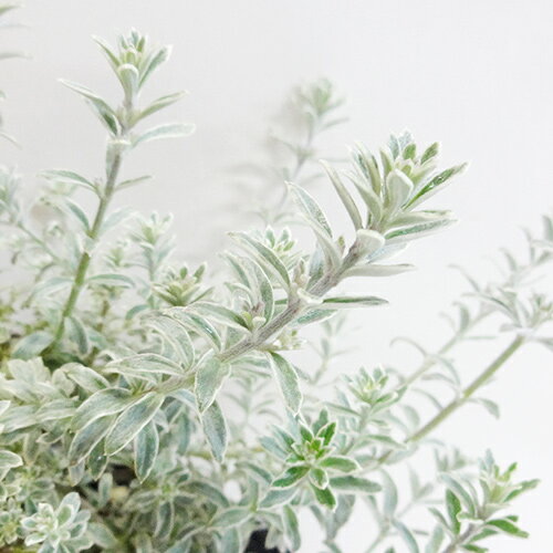 ■良品庭木■ネイティブプランツ　オーストラリアンローズマリー　スモーキーホワイト9cmポット苗
