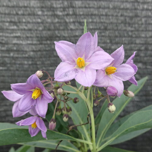 ■良品花木苗■花木苗　ルリヤナギ10．5cmポット苗のサムネイル