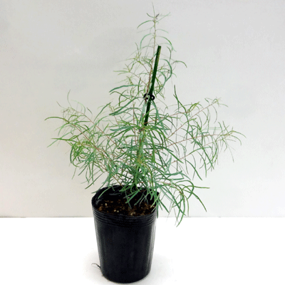 楽天市場 良品庭木 ユーカリニコル ニッコリー 3号ポット植え ペットエコ ザガーデン楽天市場店 楽天市場 良品庭木 ユーカリニコル ニッコリー 3号ポット植え ペットエコ ザガーデン楽天市場店