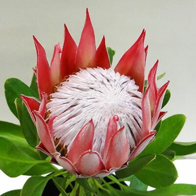 ■良品庭木■ネイティブ プランツ プロテア　リトルプリンス（蕾1つ）5号鉢植えのサムネイル