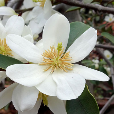 □良品庭木□雲南オガタマ　白花　ウンナンオガタマ3号ポット苗