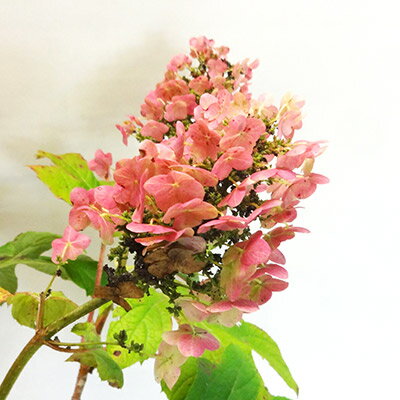 ■良品庭木■柏葉アジサイ　ルビースリッパーズ　カシワバアジサイ一重咲き3．5号ポット苗