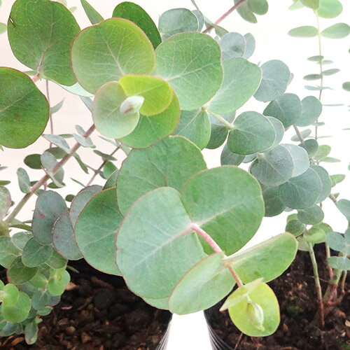 ユーカリの種類ってどれくらい 特徴や見分け方など一覧でご紹介 Botanica