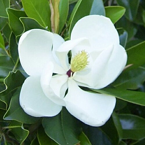 ■良品庭木■鉢植えで楽しめる！タイサンボク　リトルジェム10．5cmポット苗のサムネイル