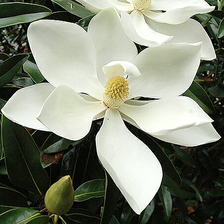 □良品庭木□鉢植えで楽しめる！タイサンボク　ケイパレス10．5cmポット苗のサムネイル