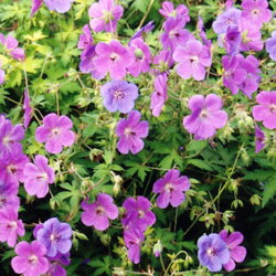 ゲラニューム■イギリス　BLOOMSの宿根草■ゲラニューム　ブルーサンライズ2個セット