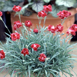 ダイアンサス■イギリス　BLOOMSの宿根草■ダイアンサス　ロッシッシワン2個セット