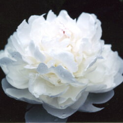 シャクヤク■宿根草■切花用シャクヤクフェシティバマキシマ10．5cmロングポット苗