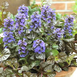 アジュガ■多年草■カラーリーフ　アジュガブラックスカロック9cmポット苗2個セット