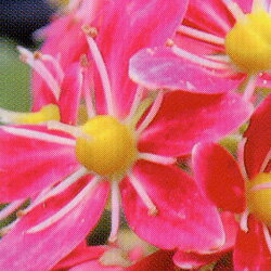 山野草　大文字草■宿根草■ダイモンジソウ（大文字草）綾香15cm鉢