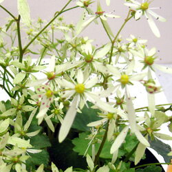 山野草　大文字草■宿根草■ダイモンジソウ（大文字草）瀬戸緑15cm鉢