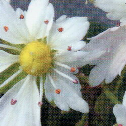 山野草　大文字草■宿根草■ダイモンジソウ（大文字草）白鳥の舞15cm鉢