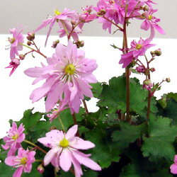 山野草　大文字草■宿根草■ダイモンジソウ（大文字草）華娘15cm鉢