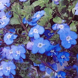 ■宿根草■　青紫色の花が鮮やか！