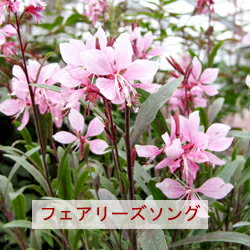 ■宿根草■コンパクトガウラ　フェアリーズソング9cmポット苗のサムネイル