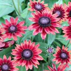 ■1年草■ルドベキア　チェリーブランデー 10．5cmポット苗