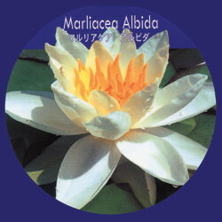 スイレン■水生植物■スイレン　マルリアケア　アルビダ　簡単ポット苗