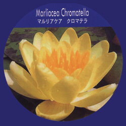 スイレン■水生植物■スイレン　マルリアケア　クロマテラ　簡単ポット苗