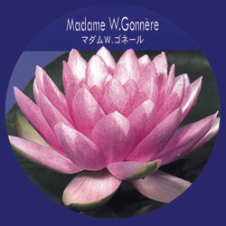 スイレン■水生植物■八重スイレン　マダムW.ゴネール　簡単ポット苗