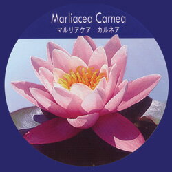 スイレン■水生植物■スイレン　マルリアケア　カルネア　簡単ポット苗