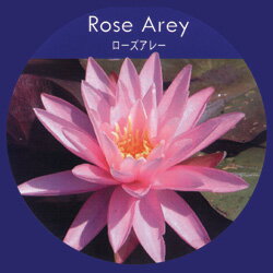 スイレン■水生植物■香りスイレン　ローズアレー　簡単ポット苗