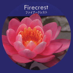 スイレン■水生植物■香りスイレン　ファイアークレスト　簡単ポット苗